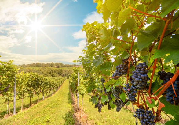 Sunset over vineyards with red wine grapes in late summer