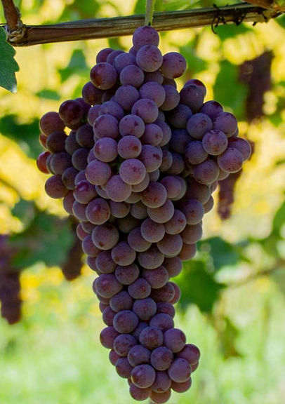 Souvignier Gris